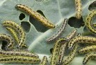 NSW Willow Valegarden-pests-and-diseases-6.jpg; ?>