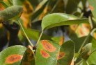 NSW Willow Valegarden-pests-and-diseases-8.jpg; ?>