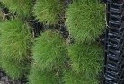 NSW Willow Valelawn-and-turf-7.jpg; ?>